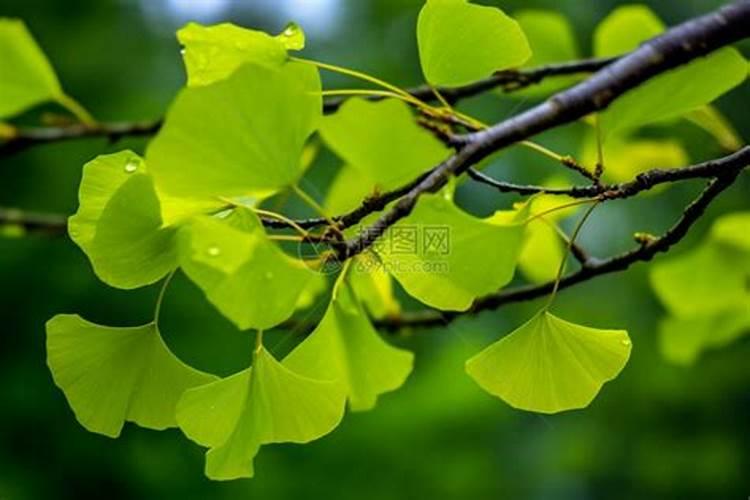 室内植物用什么肥料