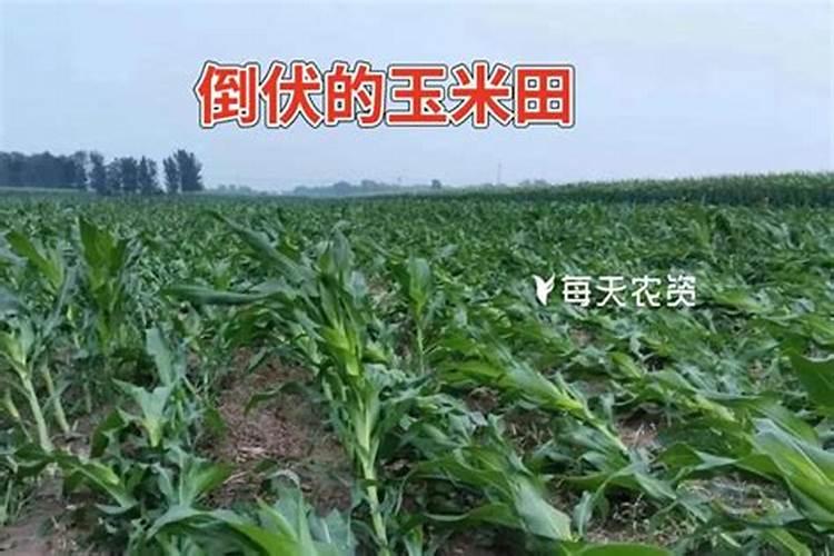 玉米苗发黄肥怎么办