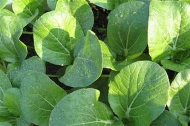 大白菜怎样施肥要点与技术