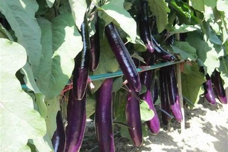 茄子施肥方法和注意事项