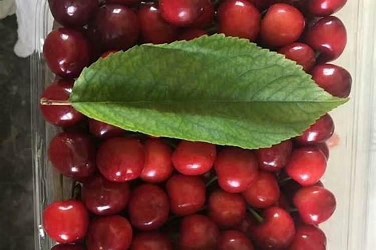 樱桃树需要施什么肥料？