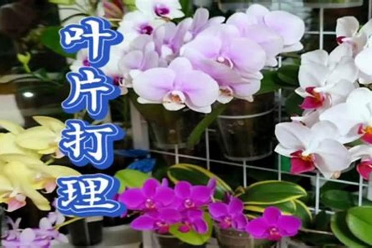 如何给蝴蝶兰喷叶面肥