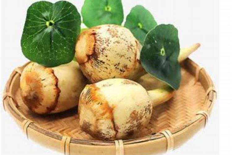 生根剂和营养液一样吗