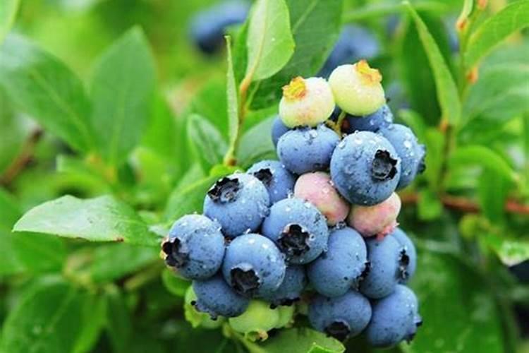 蓝莓修剪完后多久可以施肥