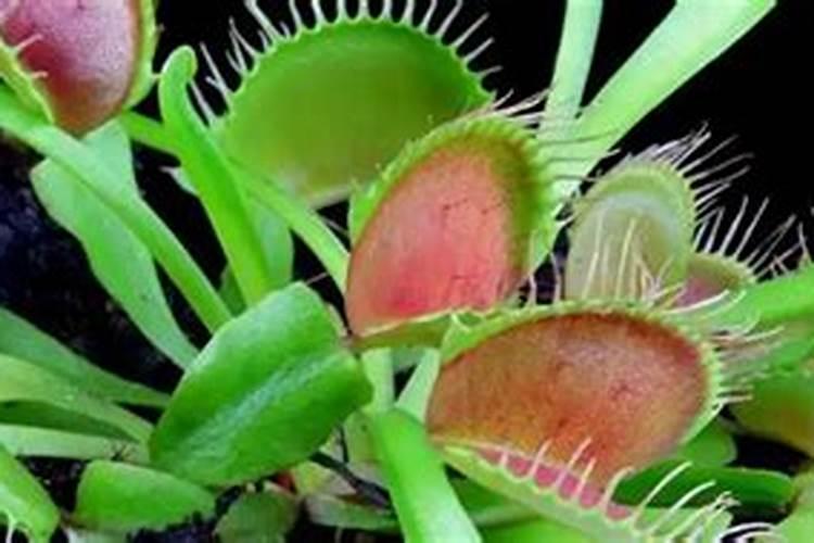 大量元水溶肥和中量元素、微量元素水溶肥的区别？