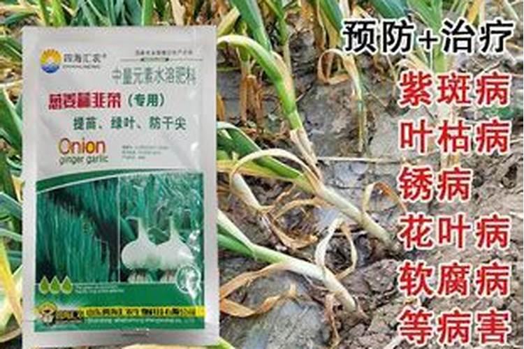 种植小香葱如何施肥？这样获得香葱高产？