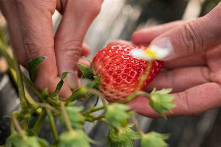 草莓结果期用什么肥