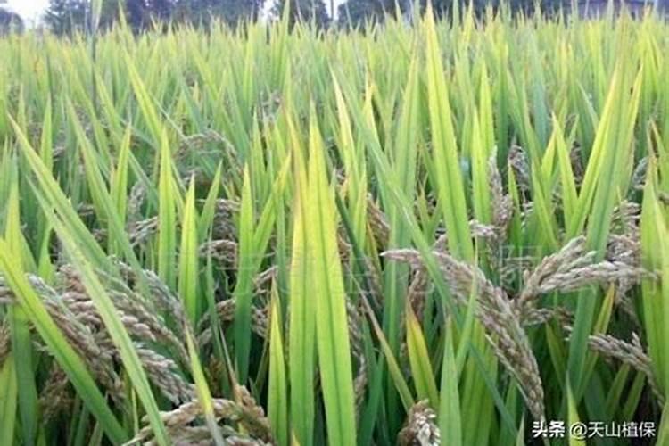 水稻一亩需要的氮磷钾