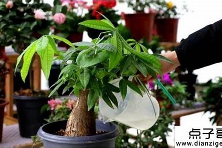 富贵树用什么肥料