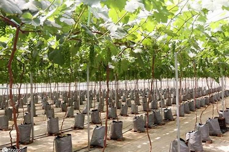 巨峰葡萄掌握哪些管理技巧能使果实挂满枝头呢？