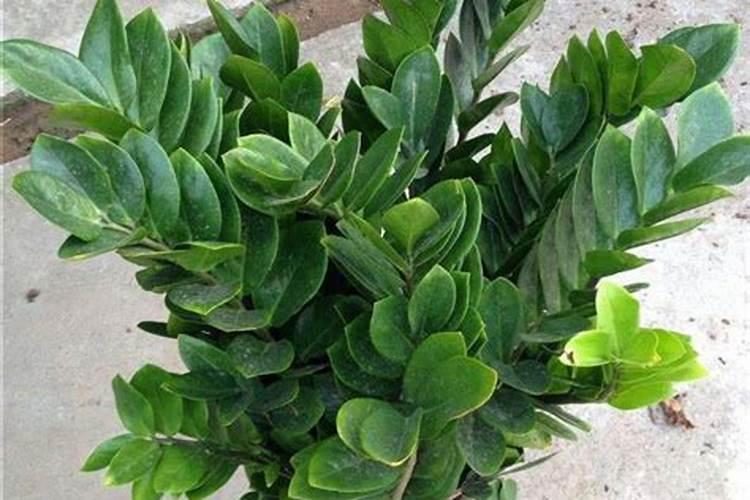 金钱树配土方法与种植土壤