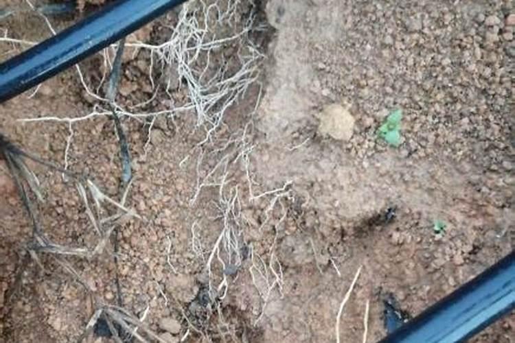 什么肥料能促长植物的根