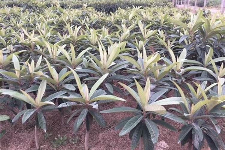 要让枇杷树长得好施什么肥料合适