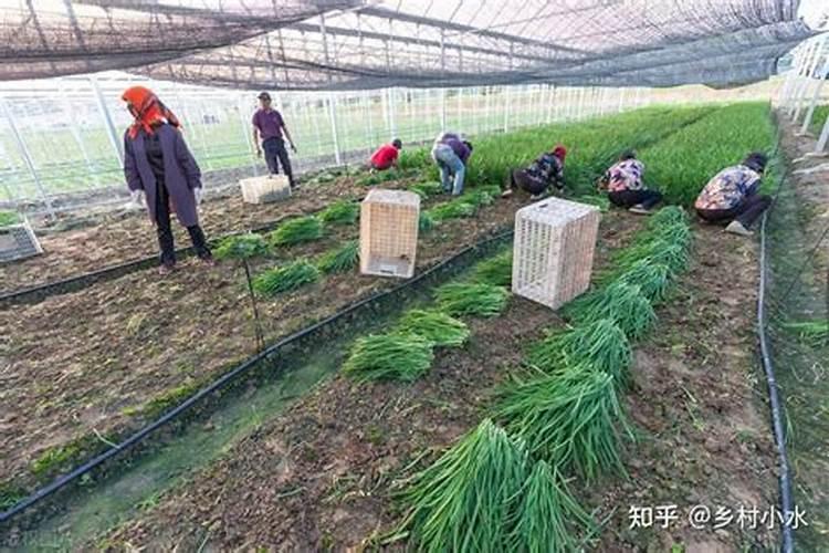 铁肥不能和什么肥一起用,铁肥过多会有什么危害