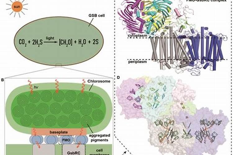 微生物菌剂种类及作用