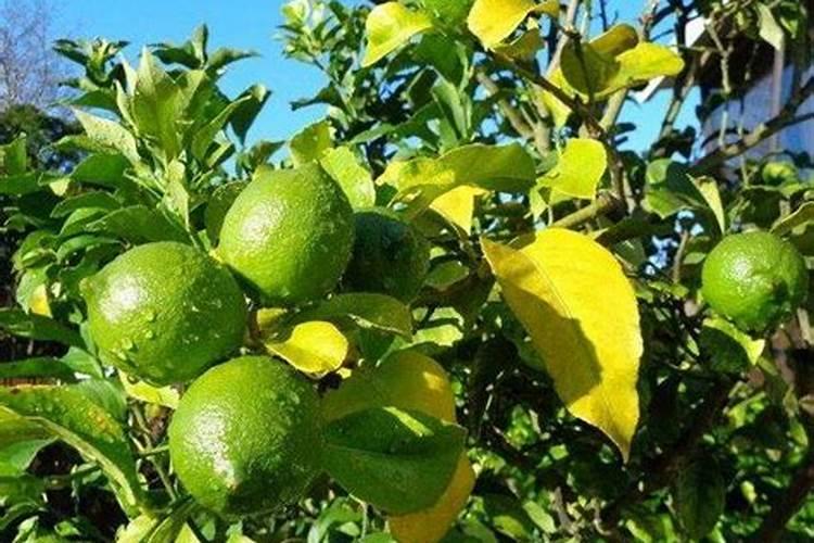 生根粉水可以喷叶面吗