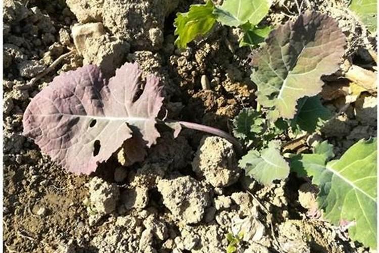 绿萝施氮肥多少比例