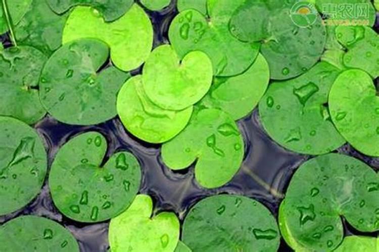 硝酸铵钙的正确使用方法