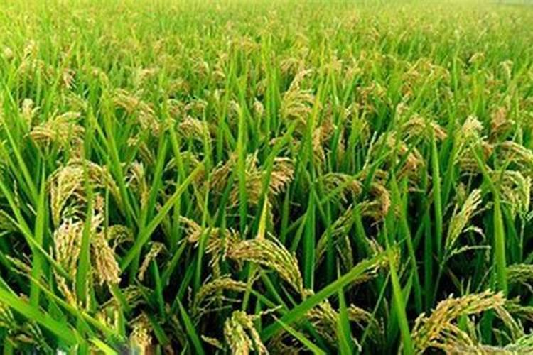 红枣对抗高温使用什么肥料