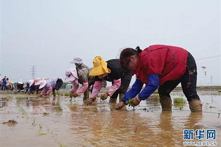 水稻移栽后需施什肥料