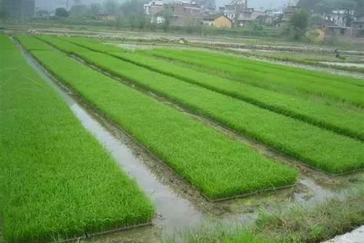 西葫芦种植时,需要注意哪些重要事项？