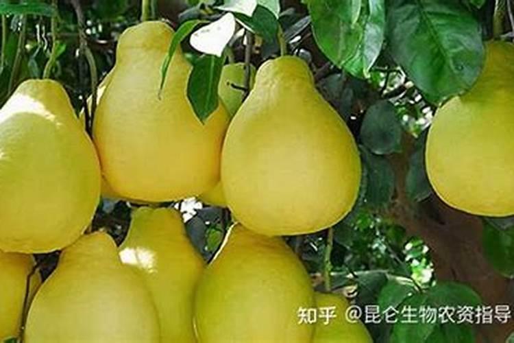 柚子用什么肥料果实更甜 如何施肥增甜效果好