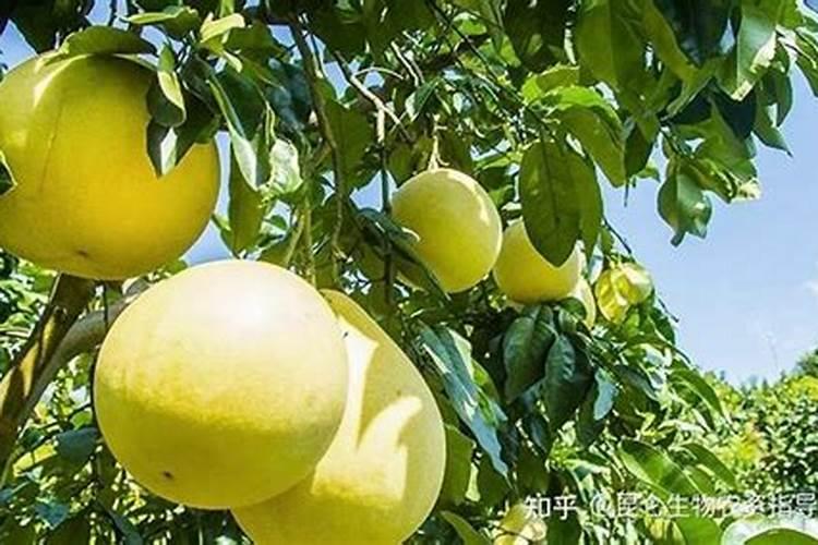 柚子开花期怎样施肥 柚子树开花如何管理