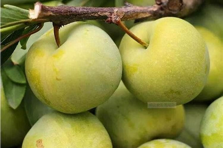 果树缺钙用什么肥料最适合(果树需补什么钙肥最好)