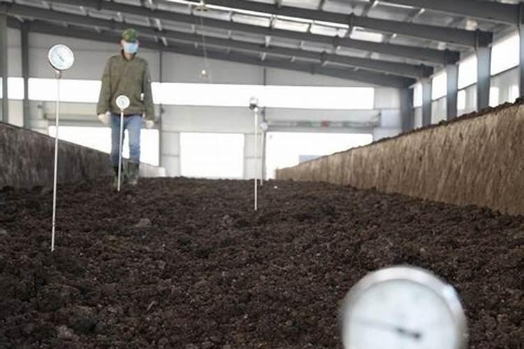 佛手瓜育苗方法