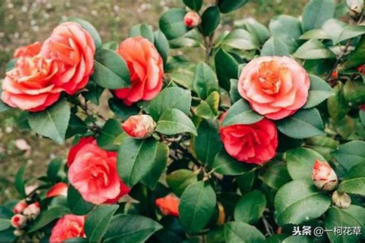 茶花夏天可以施肥吗