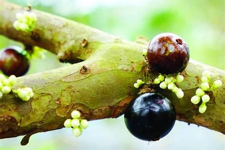 西红柿喷什么叶面肥最好