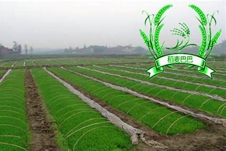 水稻钾肥什么时候施