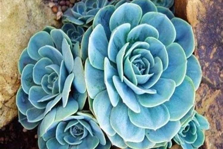 促进叶片生长的肥料促进植物的叶的生长需要施什么肥