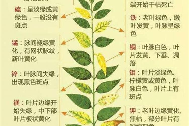 发财树长不高怎么办