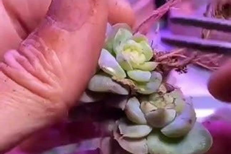 小度小度我的菠菜现在长势太慢用什么肥料可以提高它的生长能力？