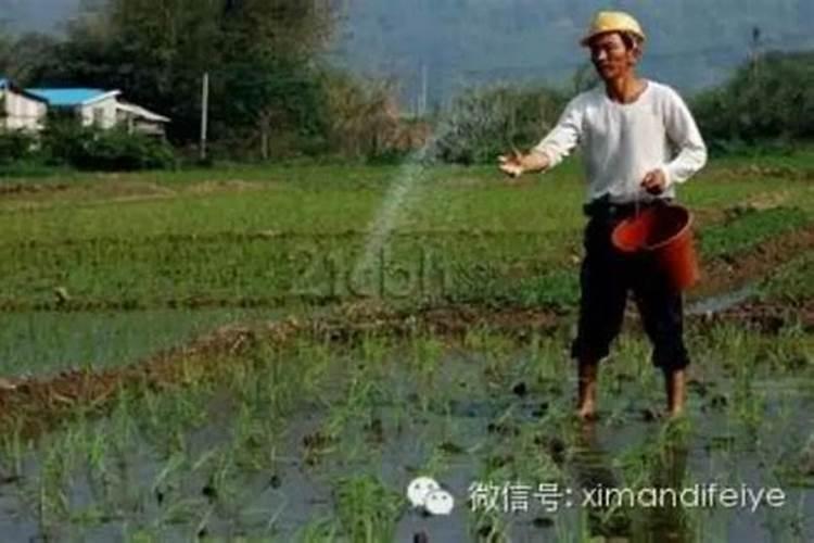 怎样栽种生姜生长的比较好？追肥用什么好