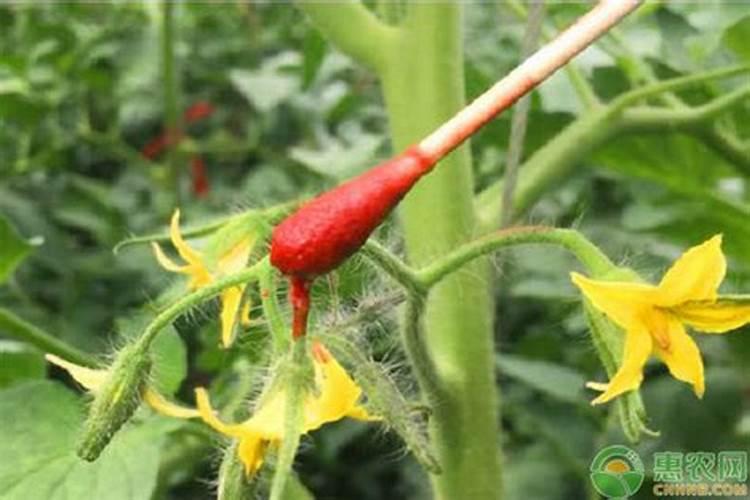 夏季番茄如何保花保果 番茄应该怎么种植