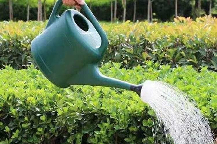 昙花有花苞后怎么养护