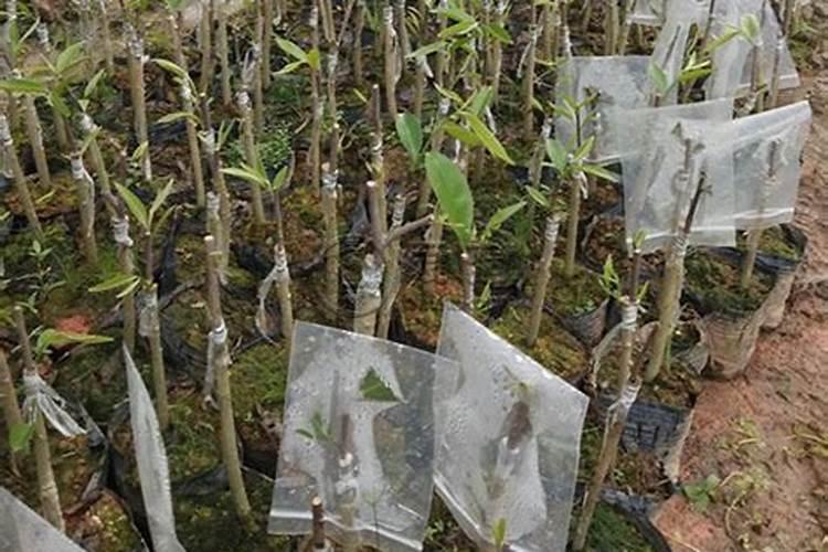 《滴滴果园》成熟步骤介绍