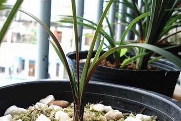 兰花焦尖是怎么回事