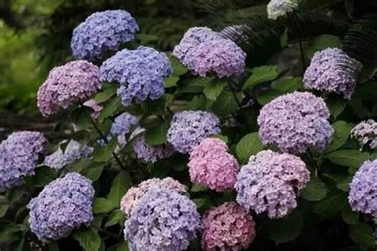 绣球花的养殖方法和注意事项