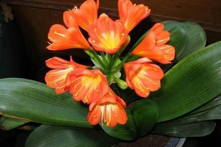 草莓柿子的栽培与管理？