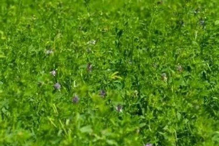 人工种植苜蓿草方法