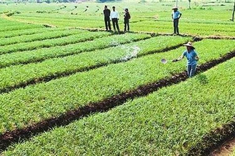 打完叶面肥第二天就中耕可以施肥吗