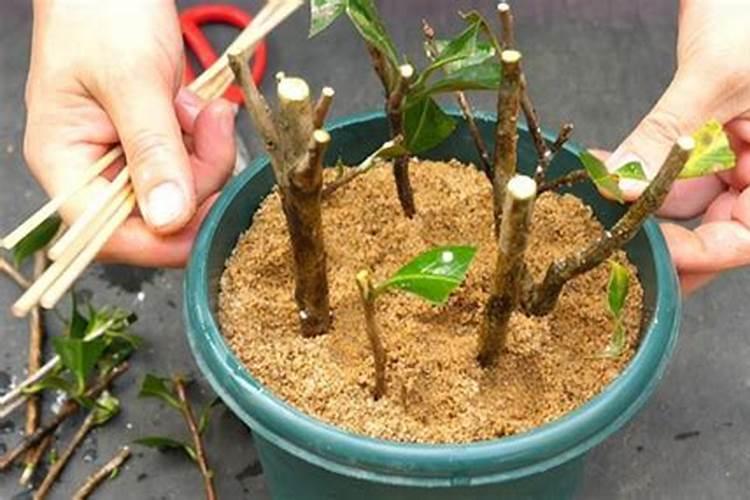 插技植物未生根能喷洒叶面肥吗？为什么？