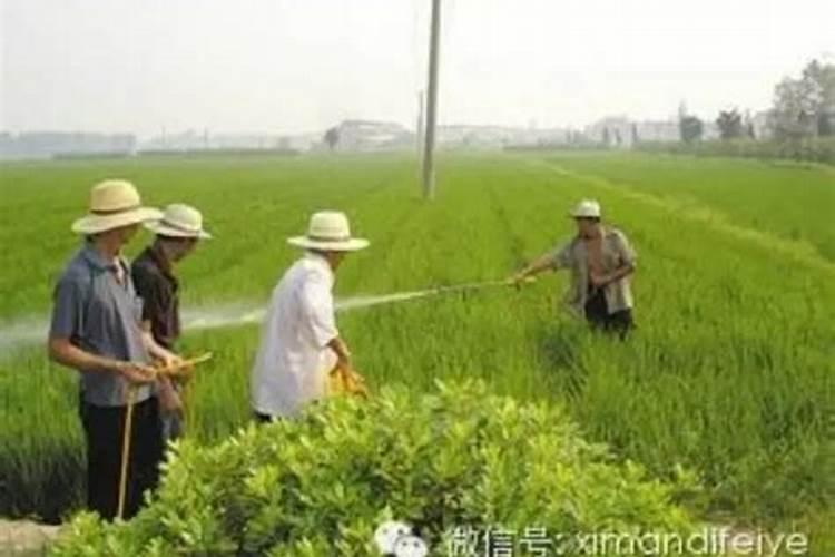 不能使用化肥农药的产品是什么