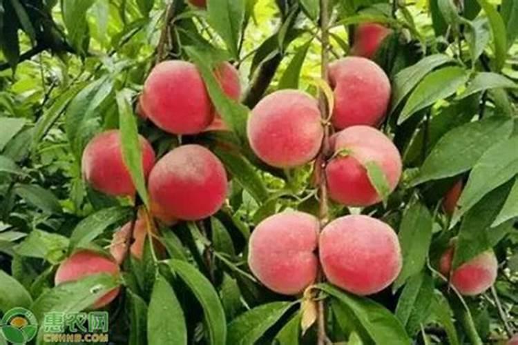 桃树施什么肥料桃子甜如何施肥效果好