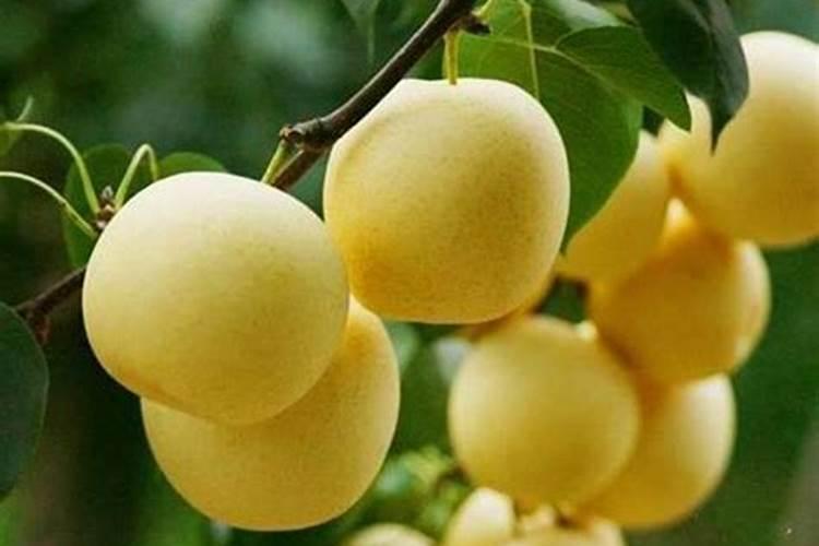 梨树保花保果用那些肥料好？梨树膨大期用什么肥料产量高？
