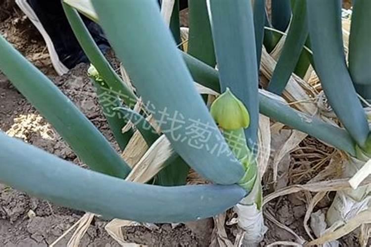 打大葱能一直用芸苔素吗