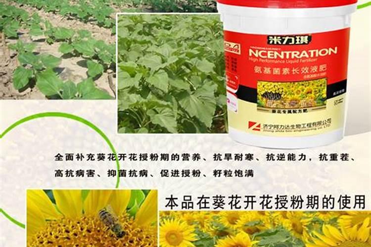 葵花什么时候追肥最好